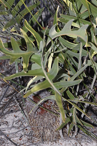 Banksia chamaephyton